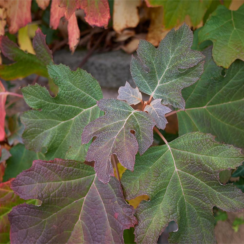 Alice Oakleaf Hydrangea