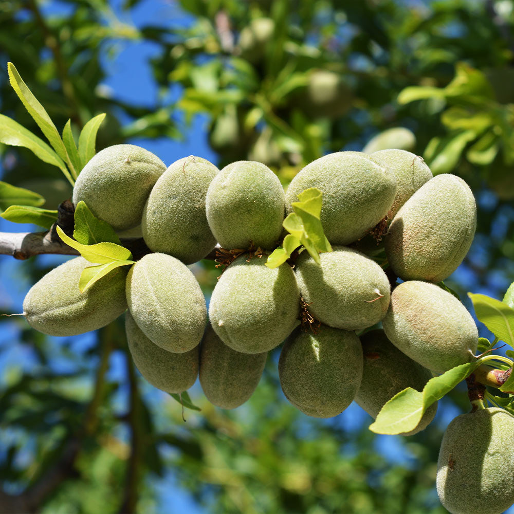 All-in-One Almond Tree California