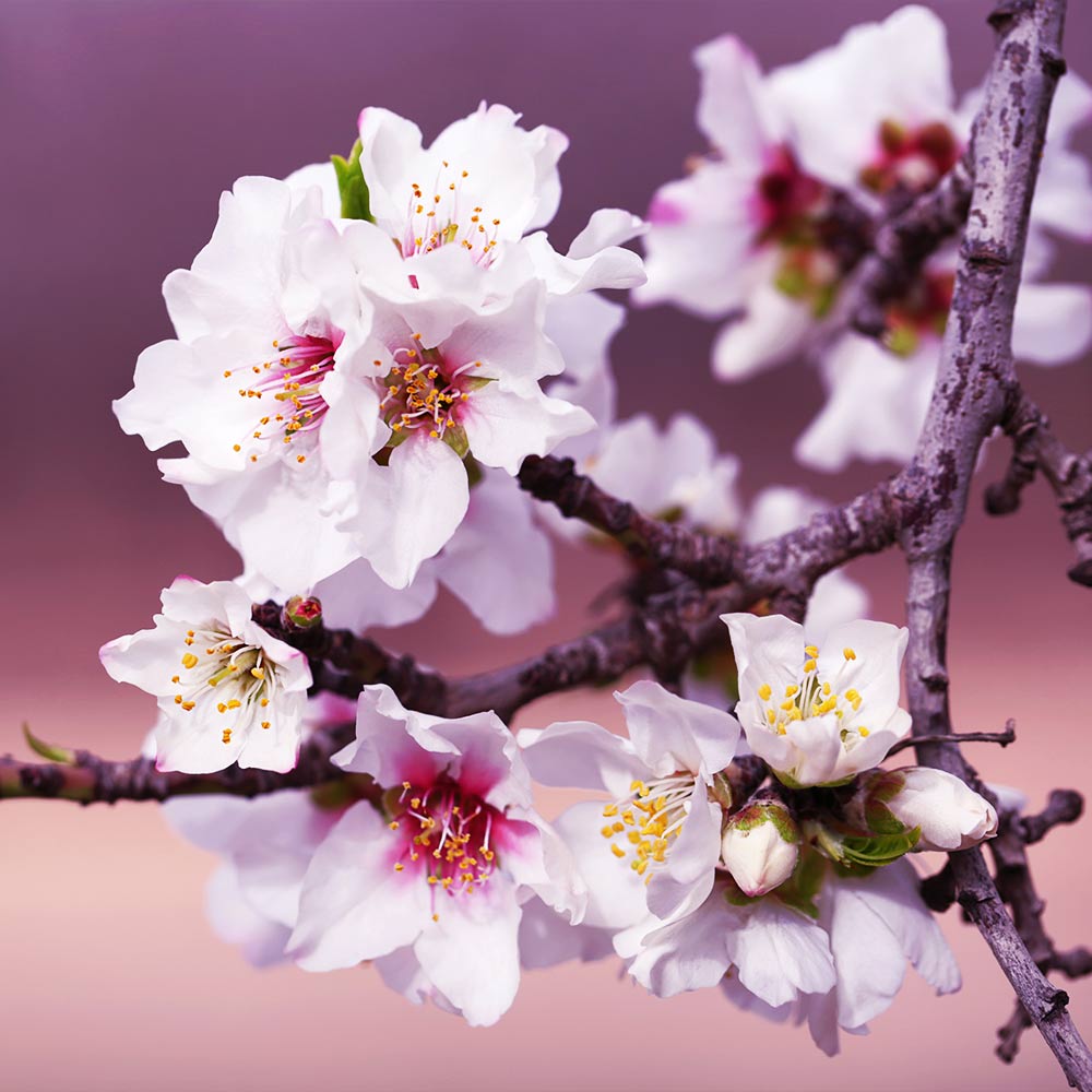 All-in-One Almond Tree
