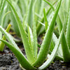 Aloe Vera Plant