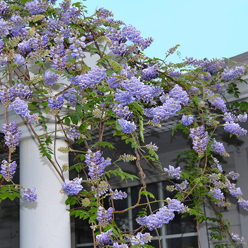 Amethyst Falls Wisteria Vine