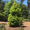 Amber Glow™ Redwood Tree
