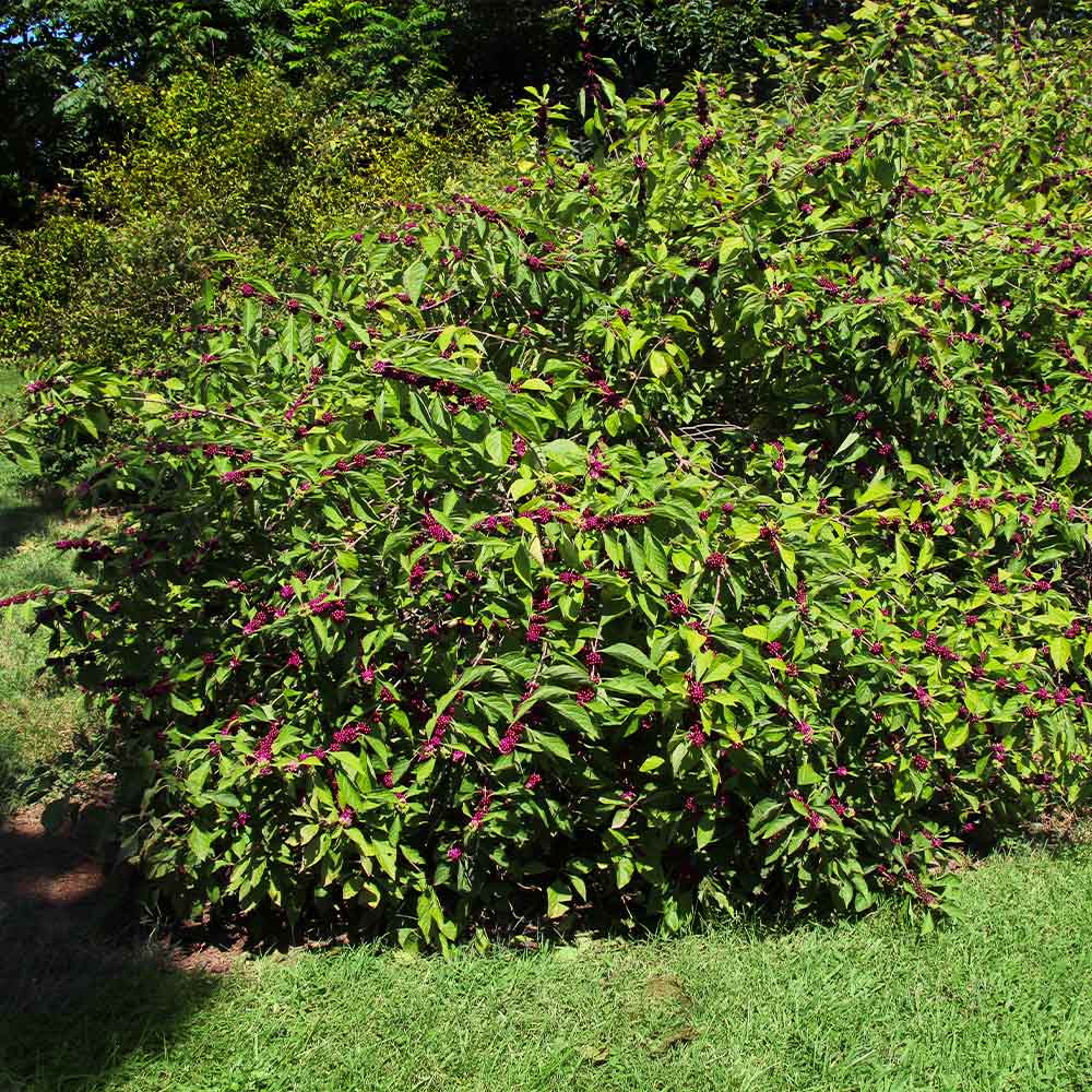 American Beautyberry