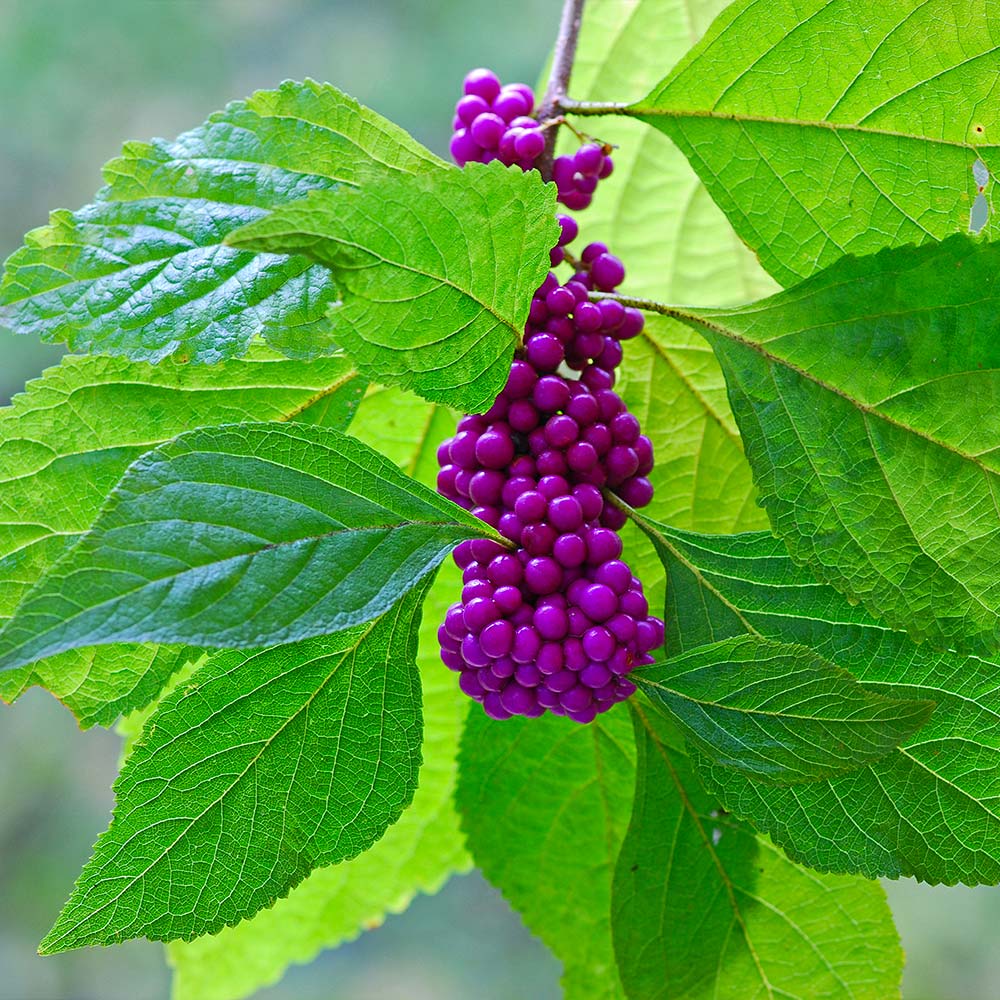 American Beautyberry