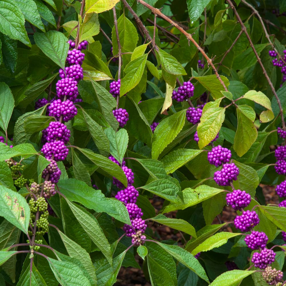 American Beautyberry