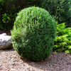 American Boxwood Shrub