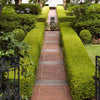 American Boxwood Shrub