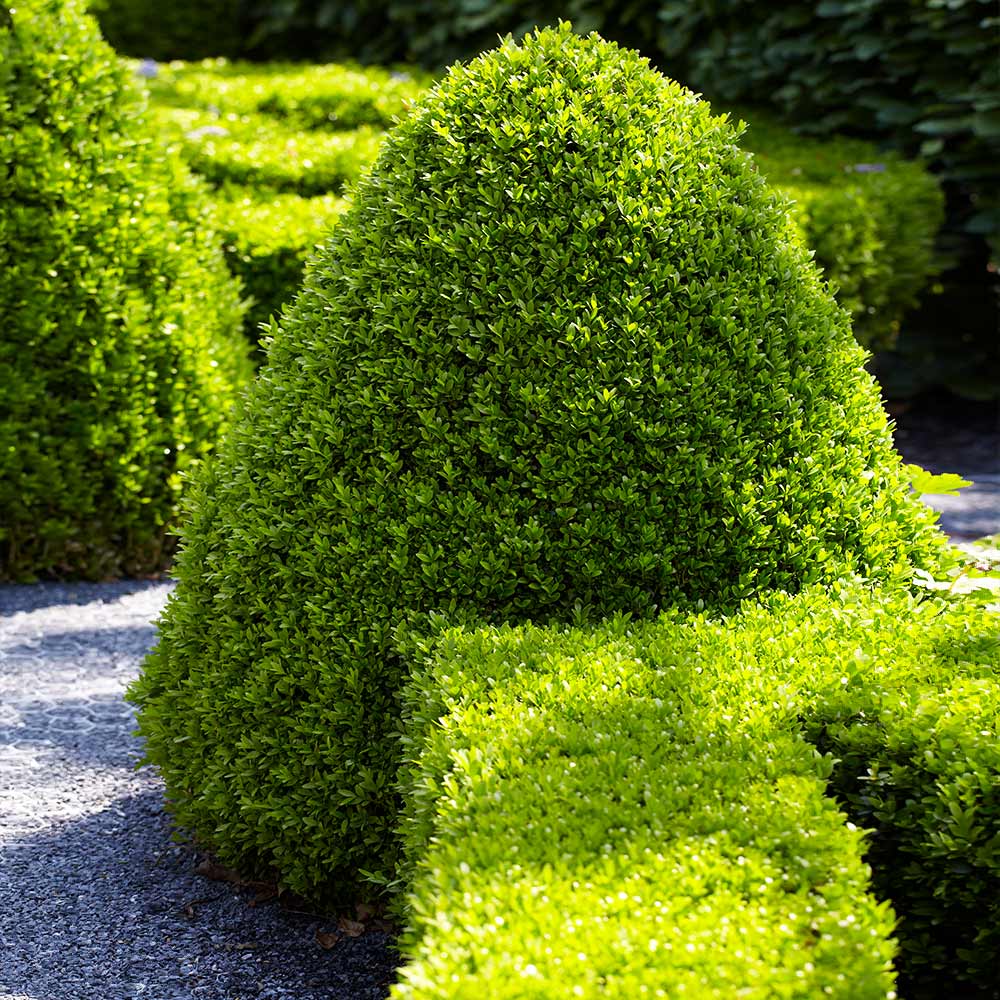 American Boxwood Shrub