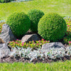 American Boxwood Shrub