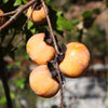 American Persimmon Tree