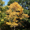 American Persimmon Tree