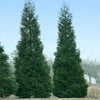 Full Speed A Hedge® American Pillar Arborvitae