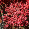 American Red Maple Tree