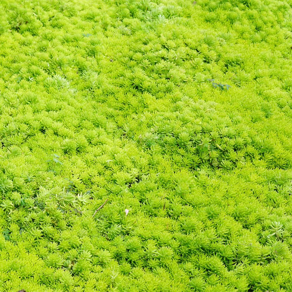 Angelina Sedum Plant