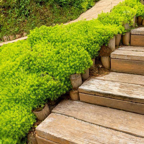 Angelina Sedum Plant