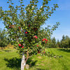 Anna Apple Tree