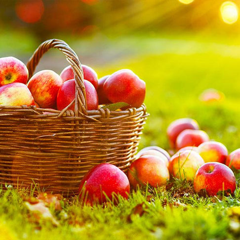Anna Apple Tree