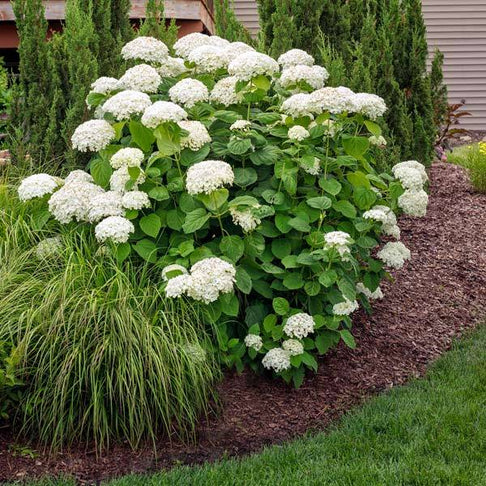 Annabelle Hydrangea Shrub