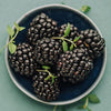 Thornless Blackberry - USDA Organic