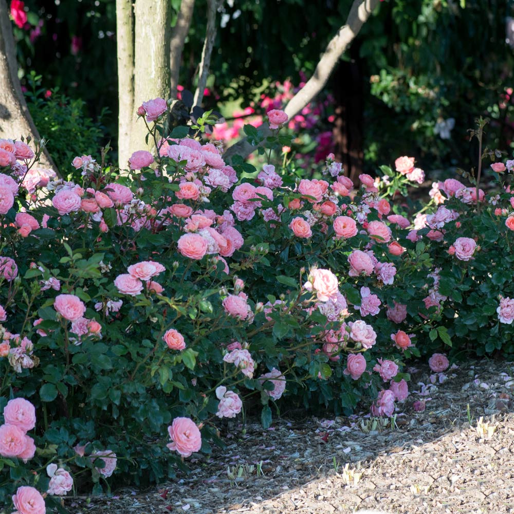 Apricot Drift® Rose