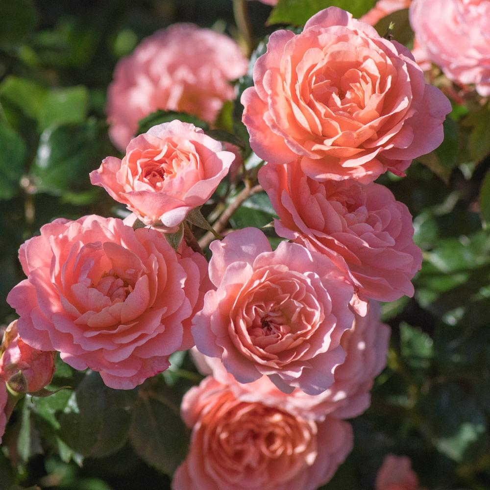 Apricot Drift® Rose