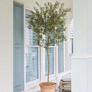Arbequina Olive Tree product image