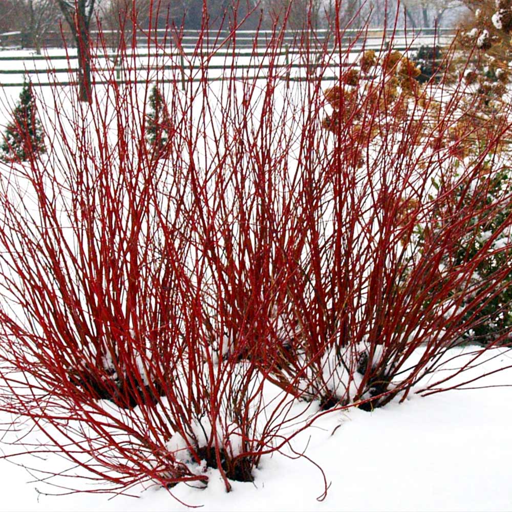 Proven Winners® Arctic Fire® Red Twig Dogwood Shrub