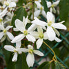 Armandii Snowdrift Clematis