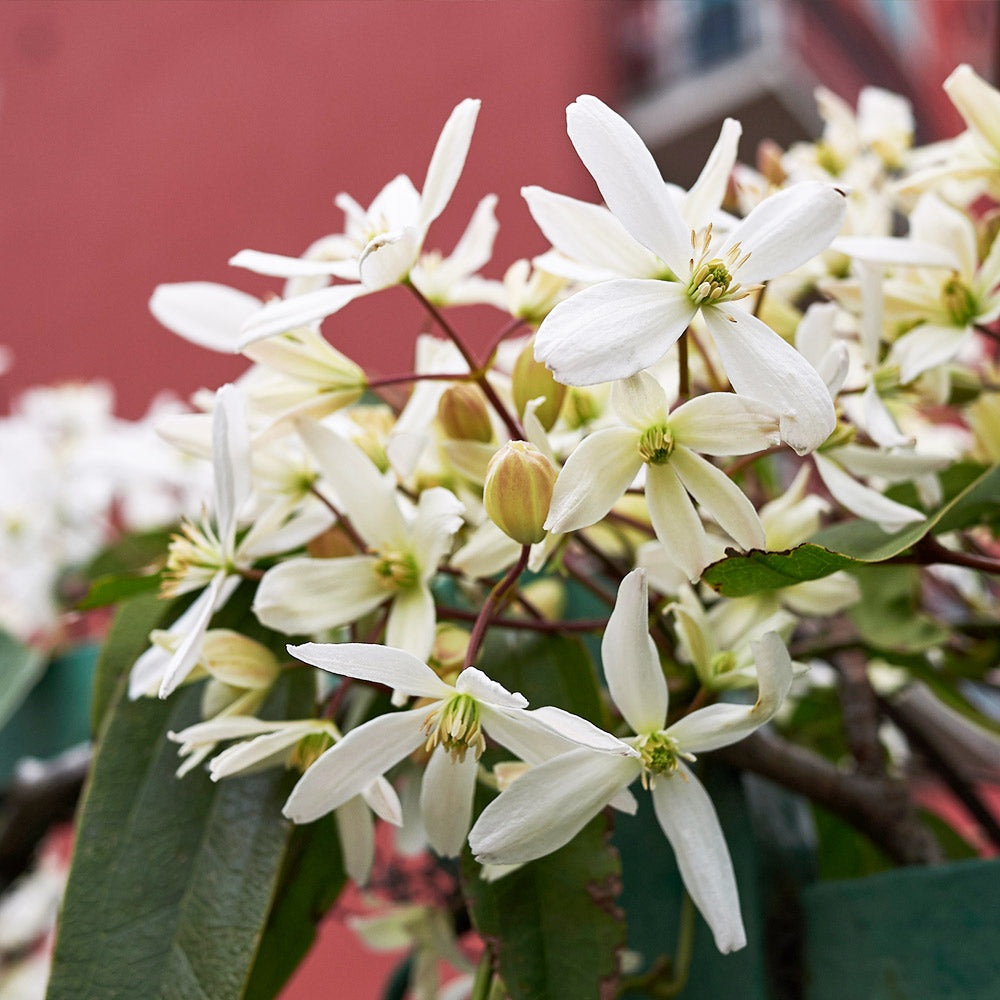 Armandii Snowdrift Clematis