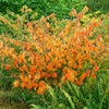 Arnold Promise Witch Hazel Shrub