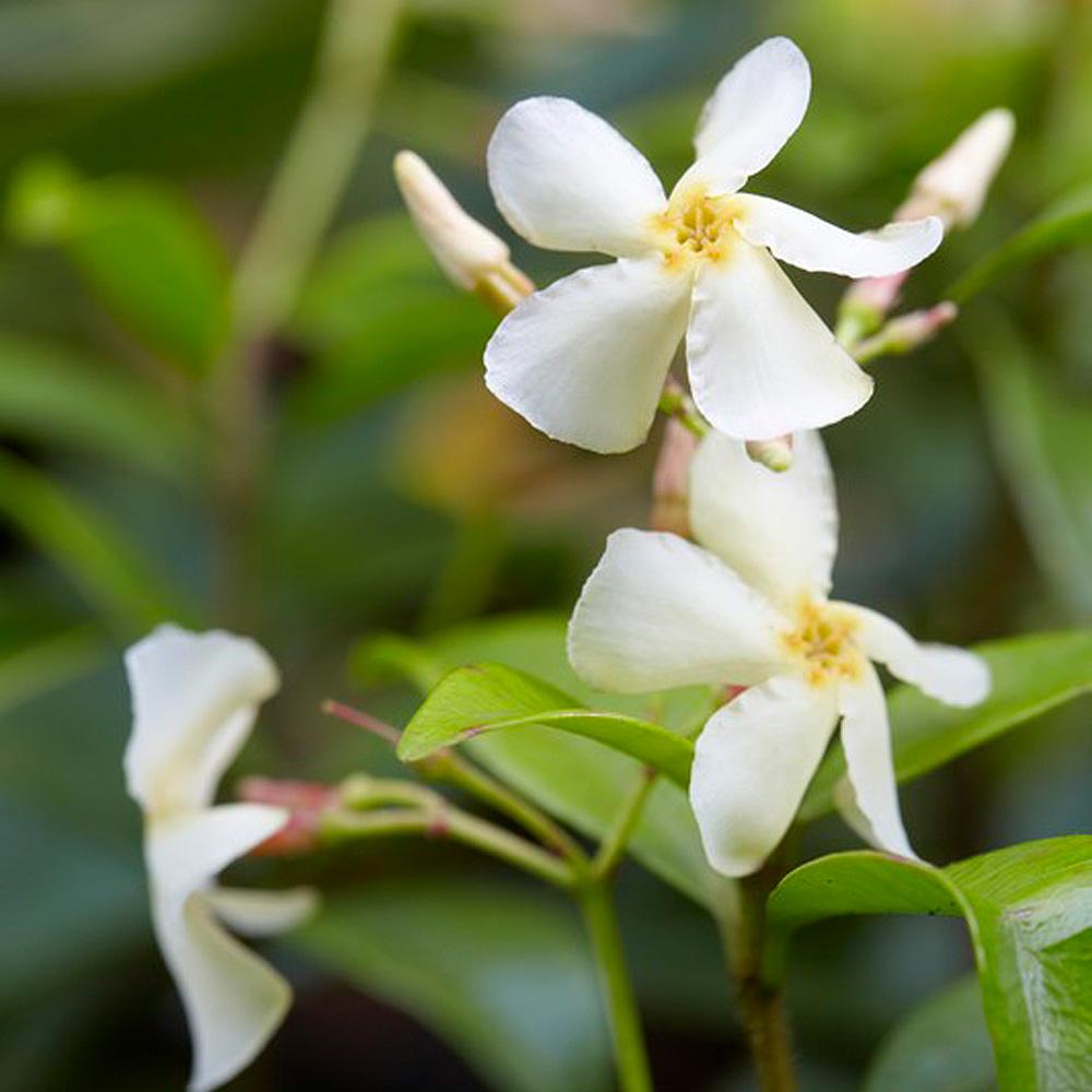 Asiatic Jasmine Shrub