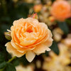 At Last® Rose Shrub