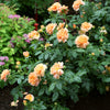 At Last® Rose Shrub