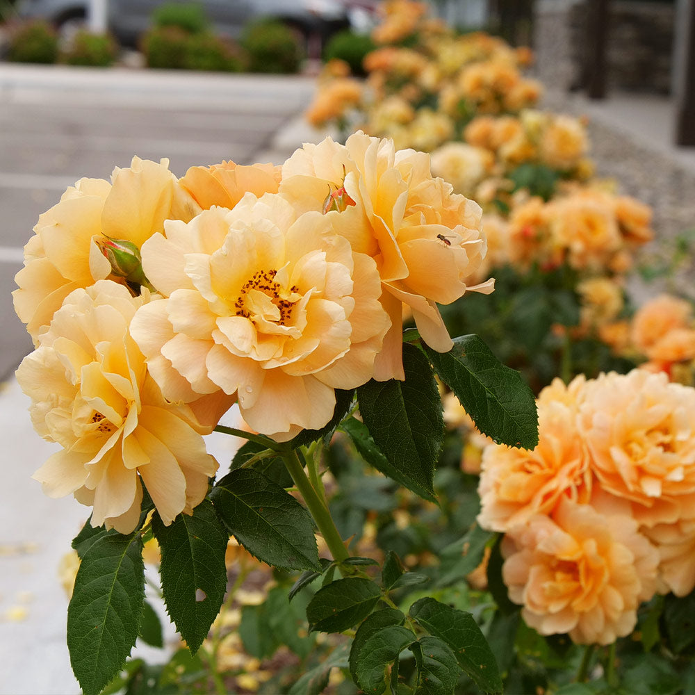 At Last® Rose Shrub