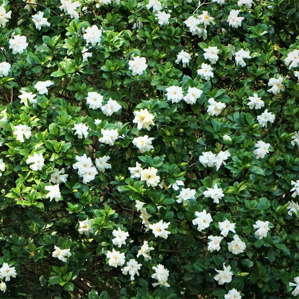August Beauty Gardenia Shrub
