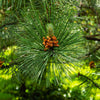 Austrian Pine Tree