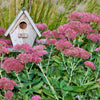 Autumn Joy Sedum