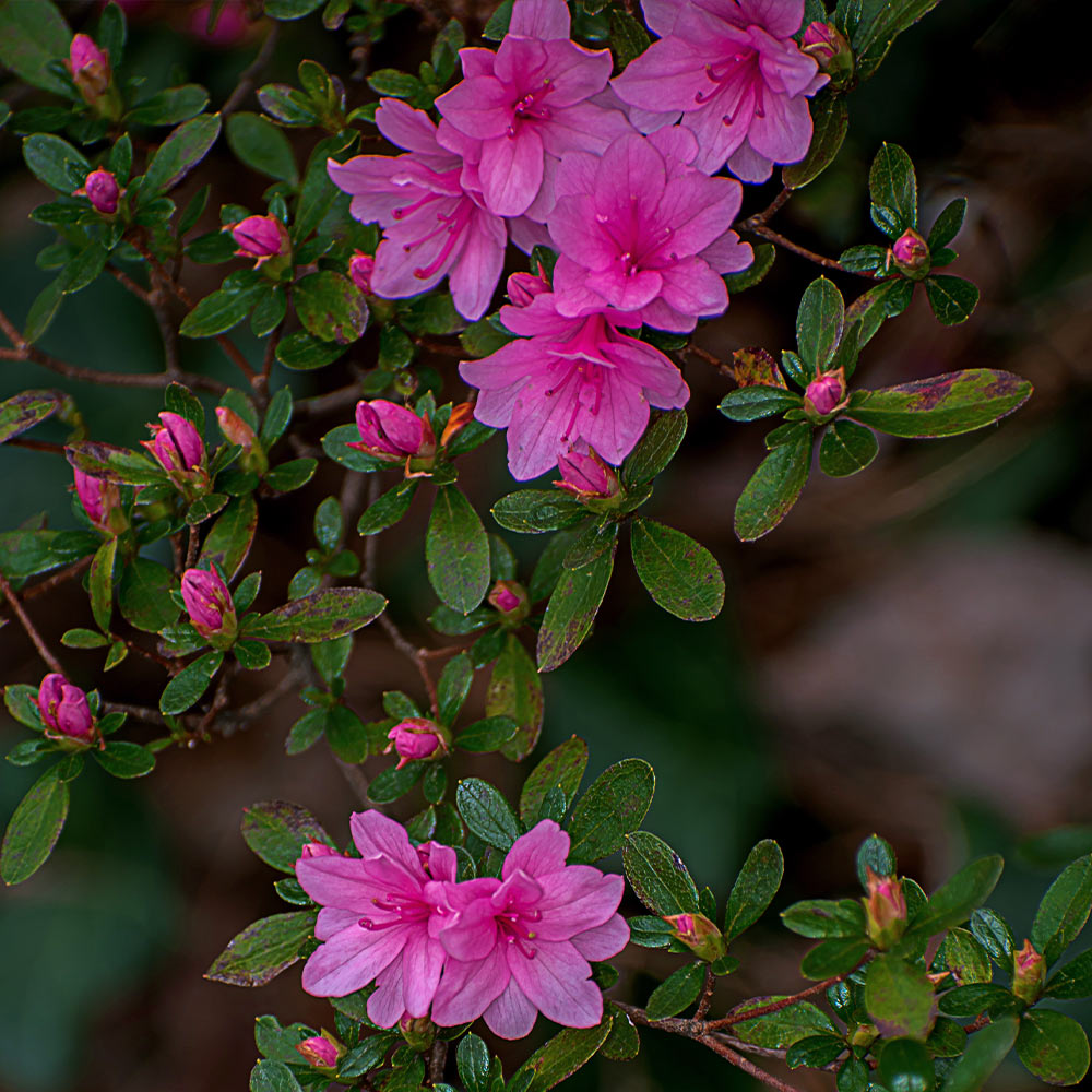 Karen Azalea Shrub