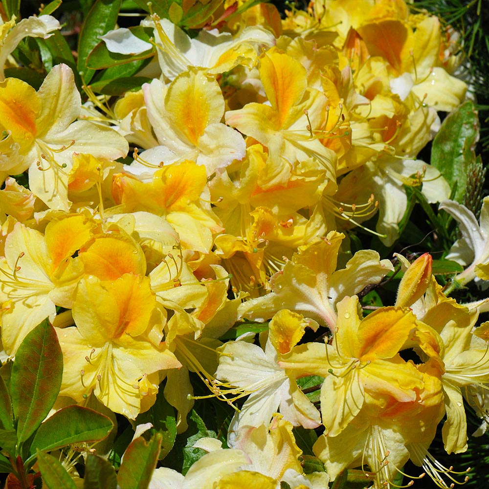 Lemon Lights Azalea Shrub