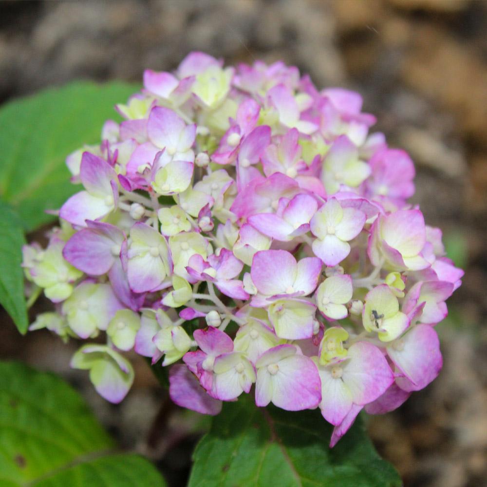 Endless Summer® BloomStruck® Reblooming Hydrangea