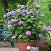 Endless Summer® BloomStruck® Reblooming Hydrangea