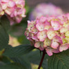 Endless Summer® BloomStruck® Reblooming Hydrangea