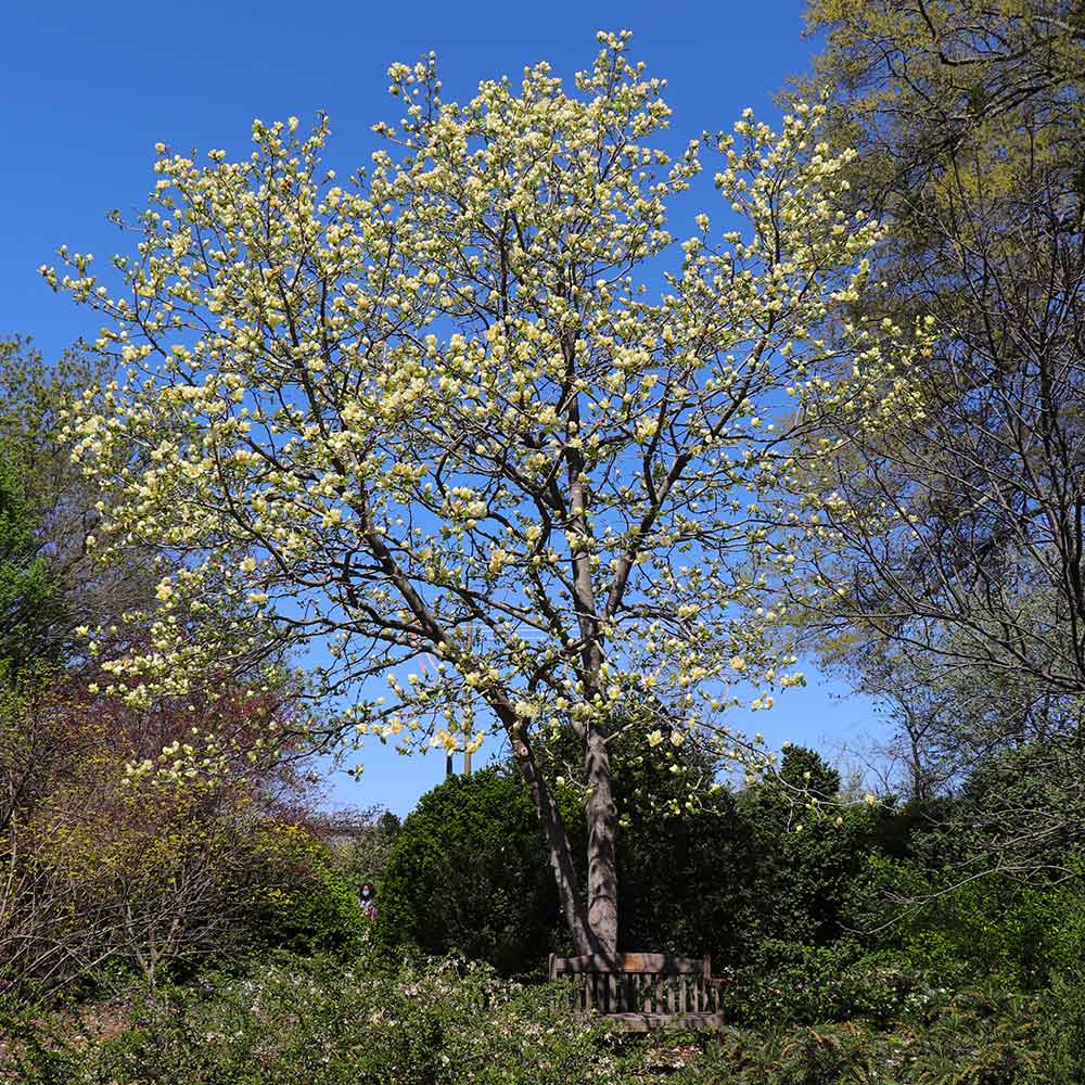Magnolia 'Butterflies' Tree