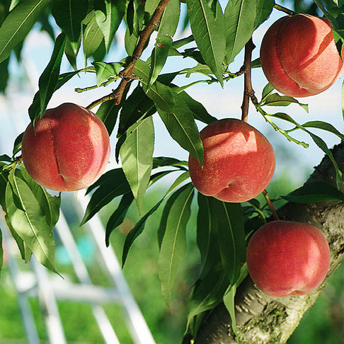 Babcock Peach Tree