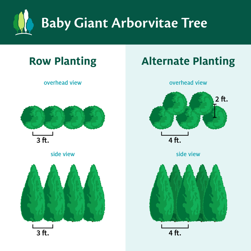 Baby Giant Arborvitae Tree