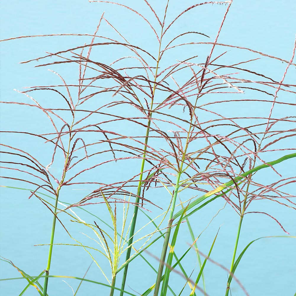 Miscanthus Bandwidth (Chinese Silver Grass)