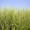 Miscanthus Bandwidth (Chinese Silver Grass)