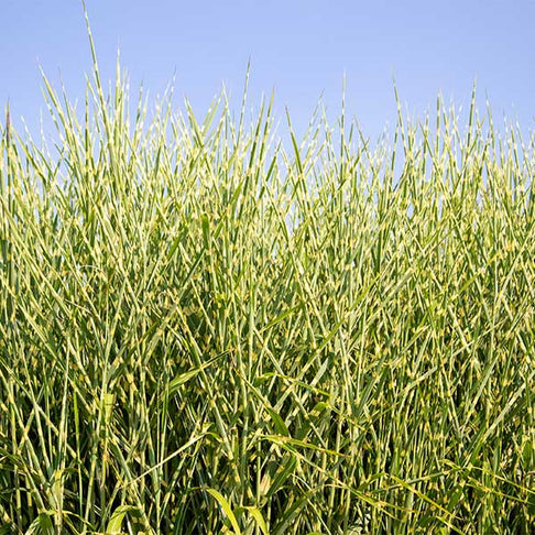 Miscanthus Bandwidth (Chinese Silver Grass)