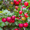 Barbados 'Acerola' Cherry