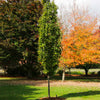 Beacon Swamp White Oak Tree